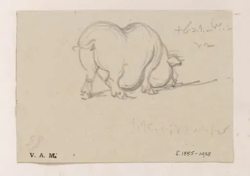 A study of a pig
