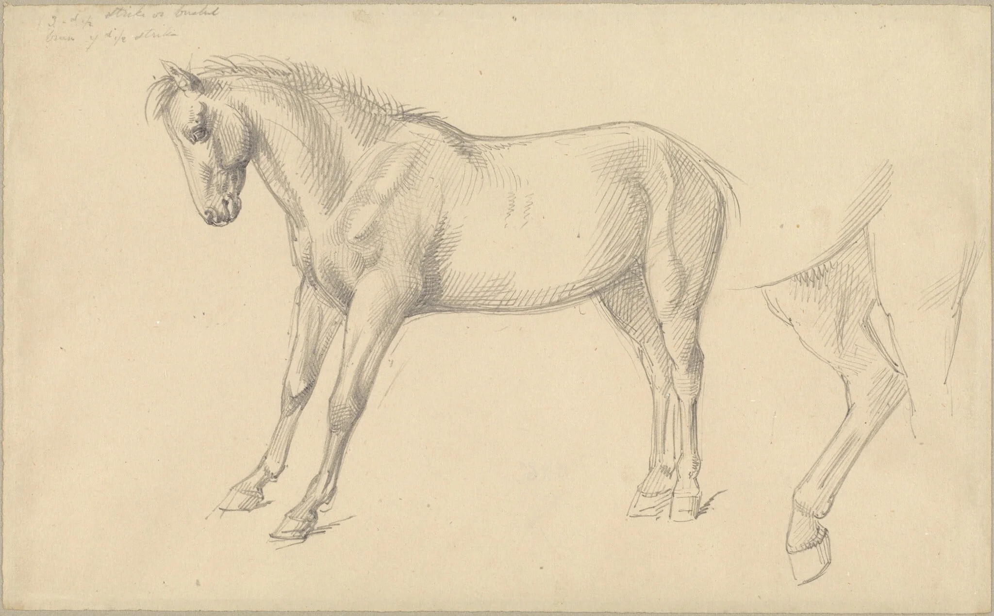 Studies of a Pony, by William Strutt, graphite, 1870