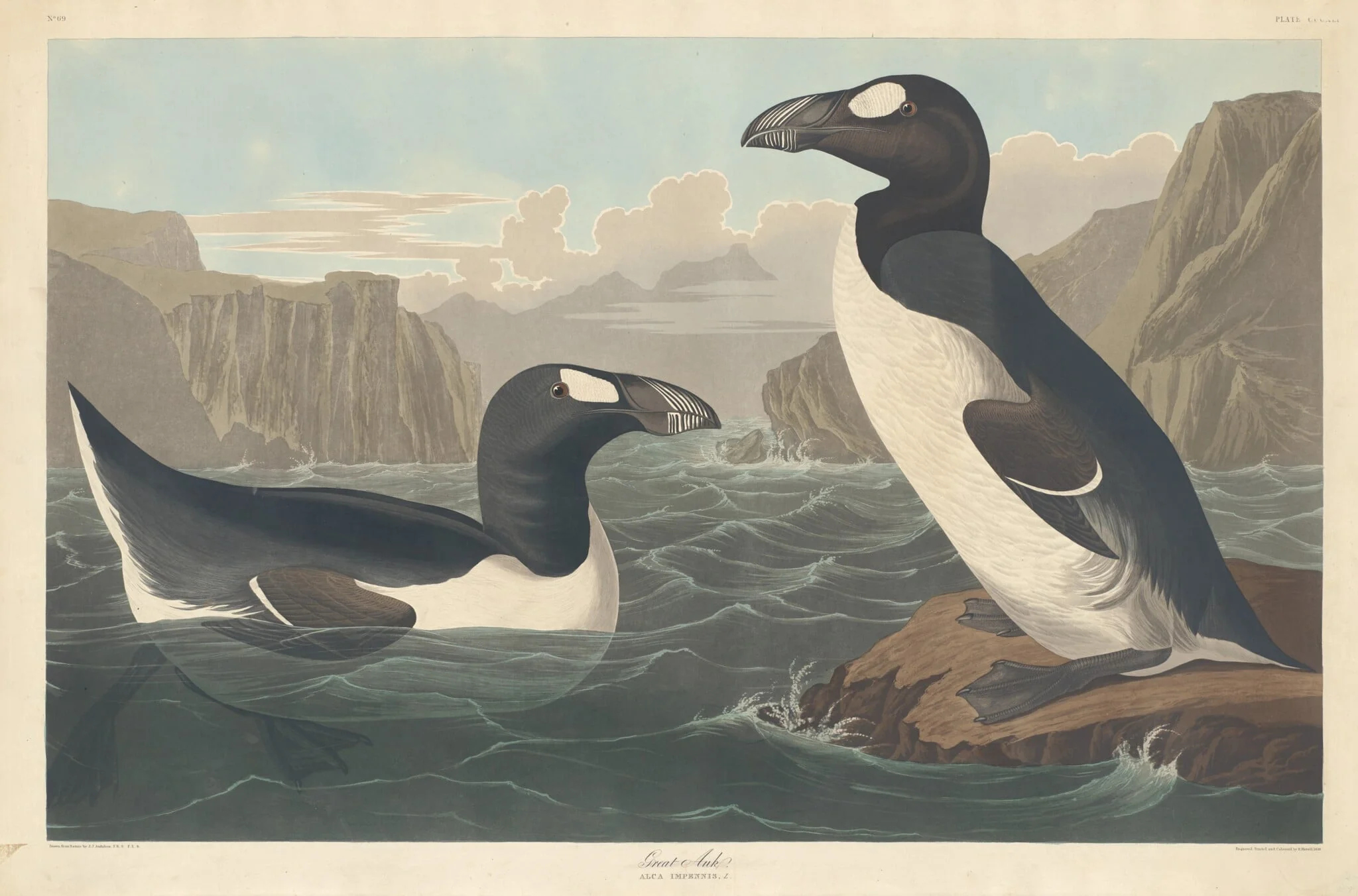Great Auk, by Robert Havell Jr., ink, 1836