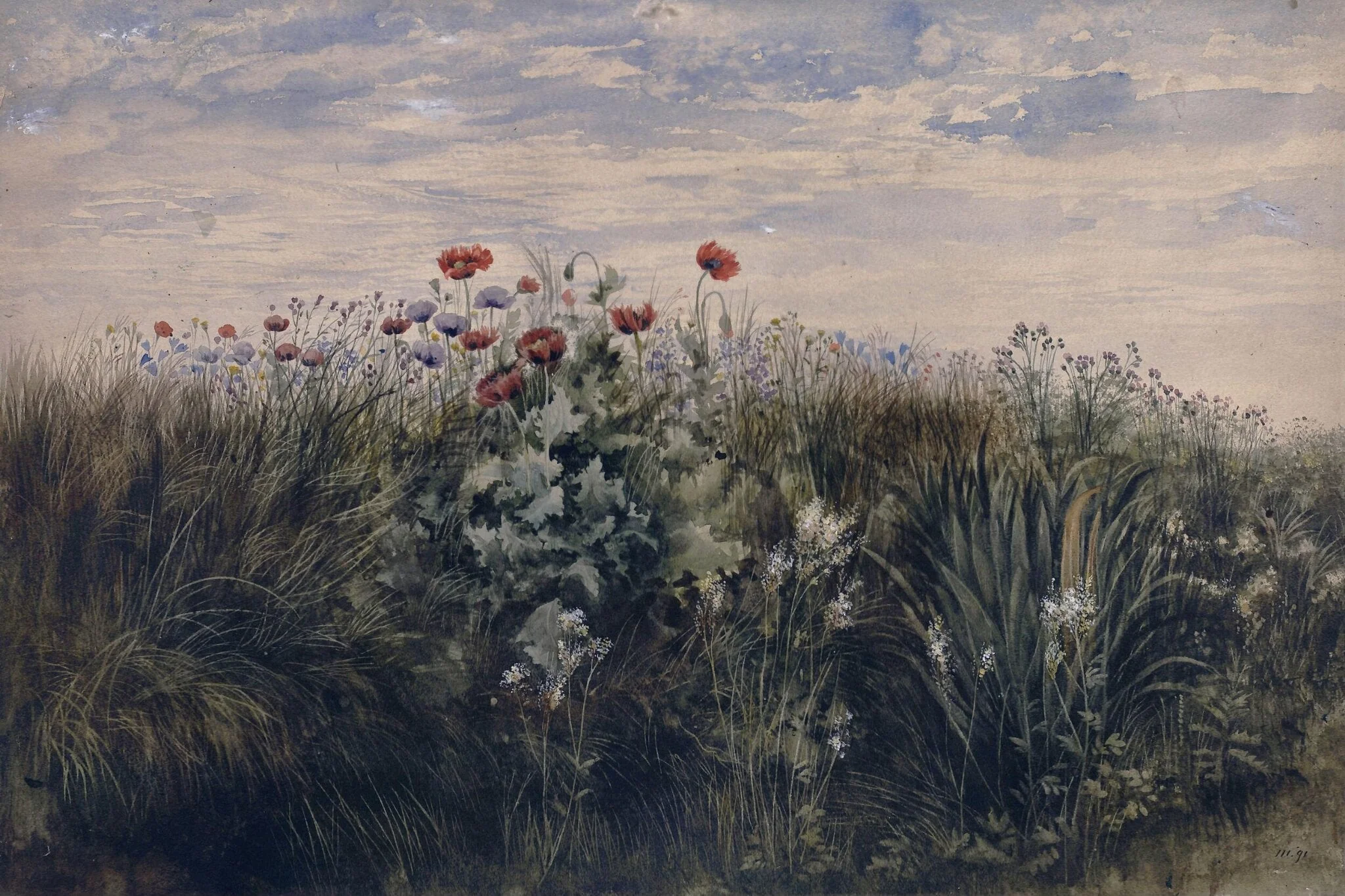 Summer wildflowers : Study from Nature