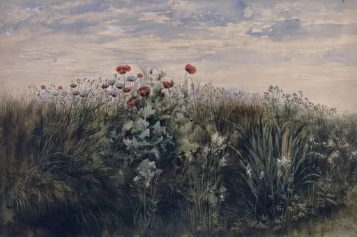 Summer wildflowers : Study from Nature
