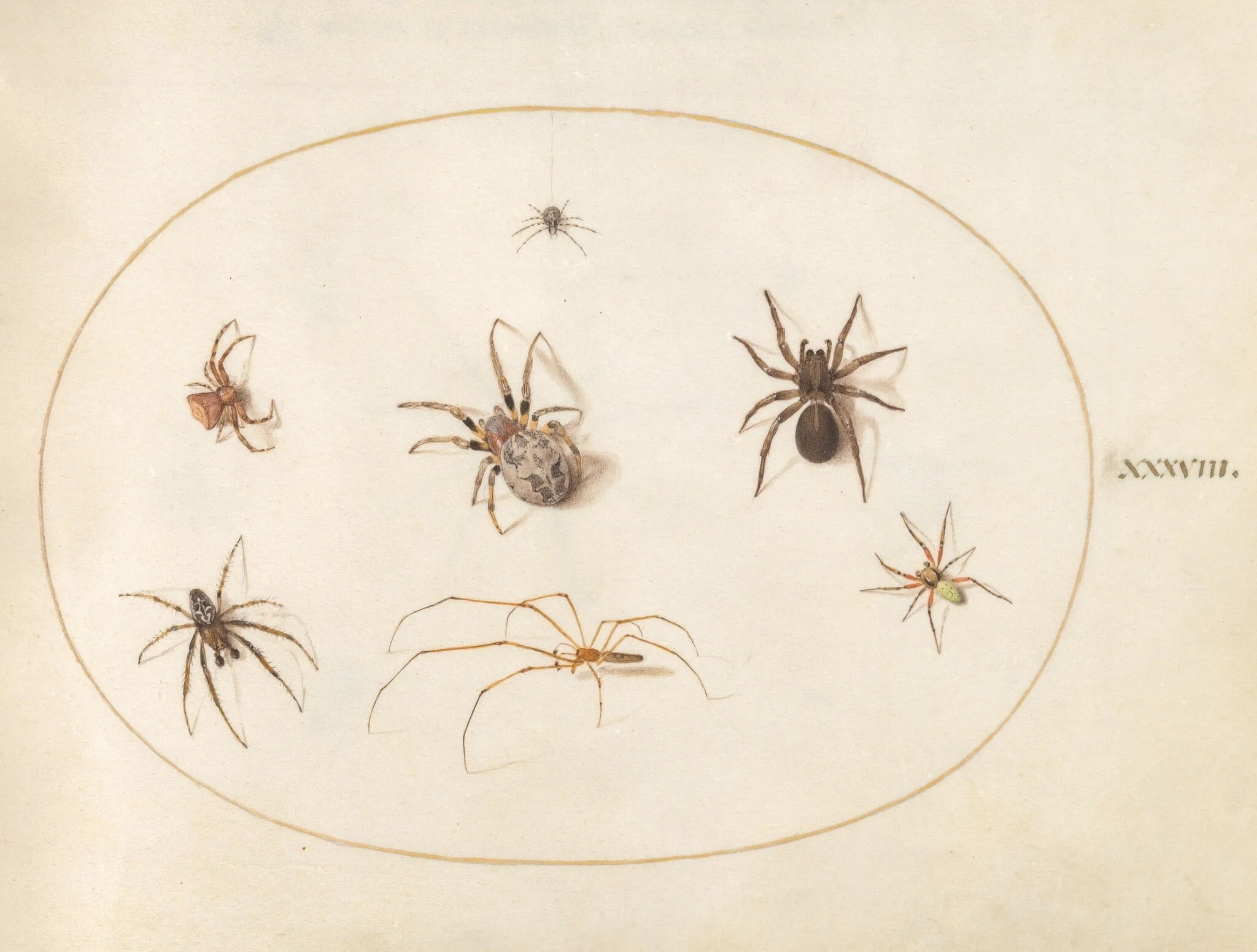 Plate 38: Seven Spiders, by Joris Hoefnagel, gouache, 1594