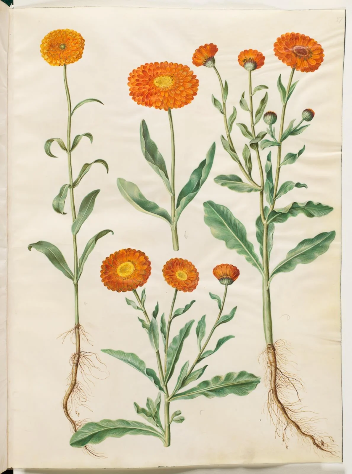 Calendula officinalis (have-morgenfrue)