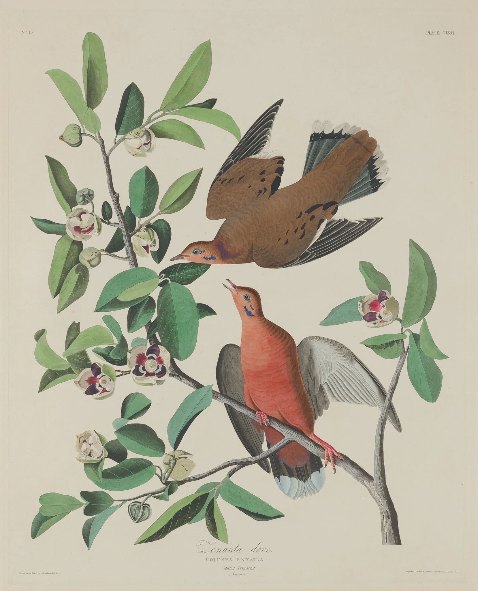 Zenaida Dove