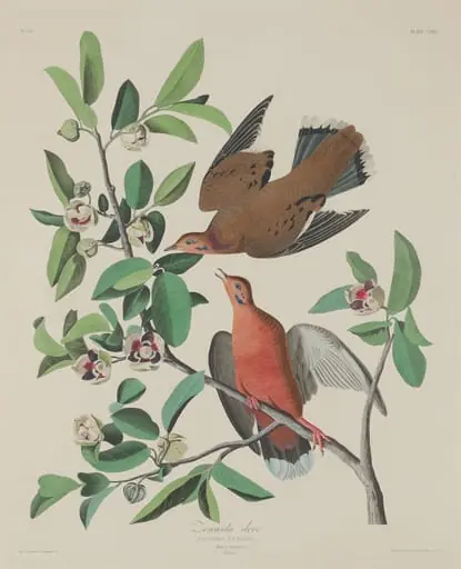Zenaida Dove