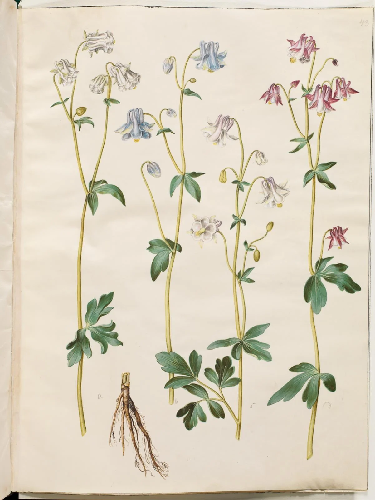 Aquilegia vulgaris (almindelig akeleje), by Unknown, unspecified, 1654