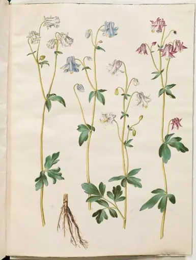 Aquilegia vulgaris (almindelig akeleje)