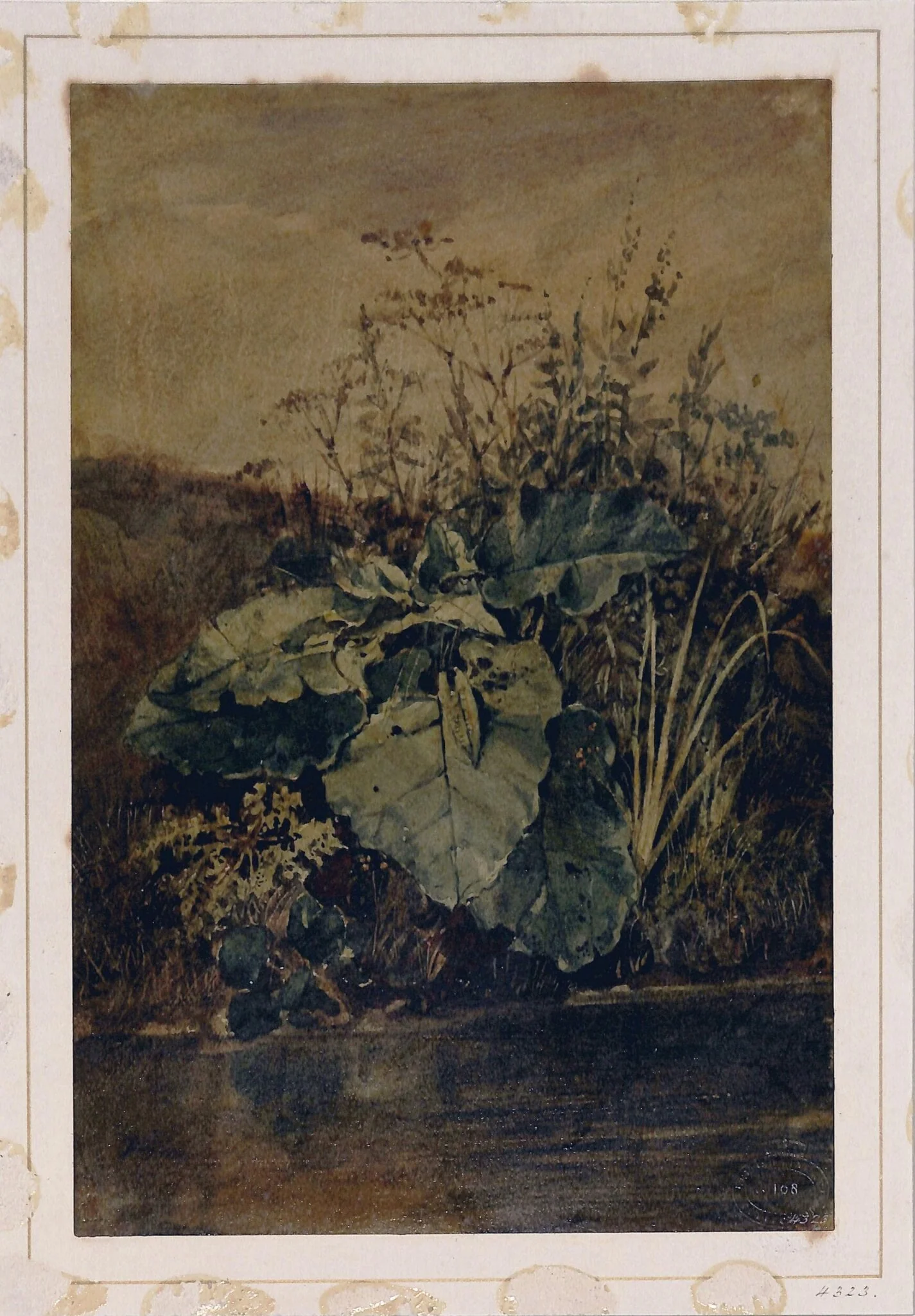 Study of Weeds, by Edward William Cooke, watercolor, 1834