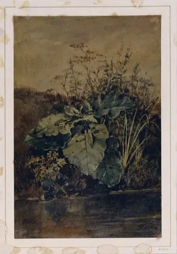Study of Weeds