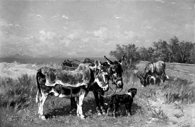 Donkeys in a Meadow