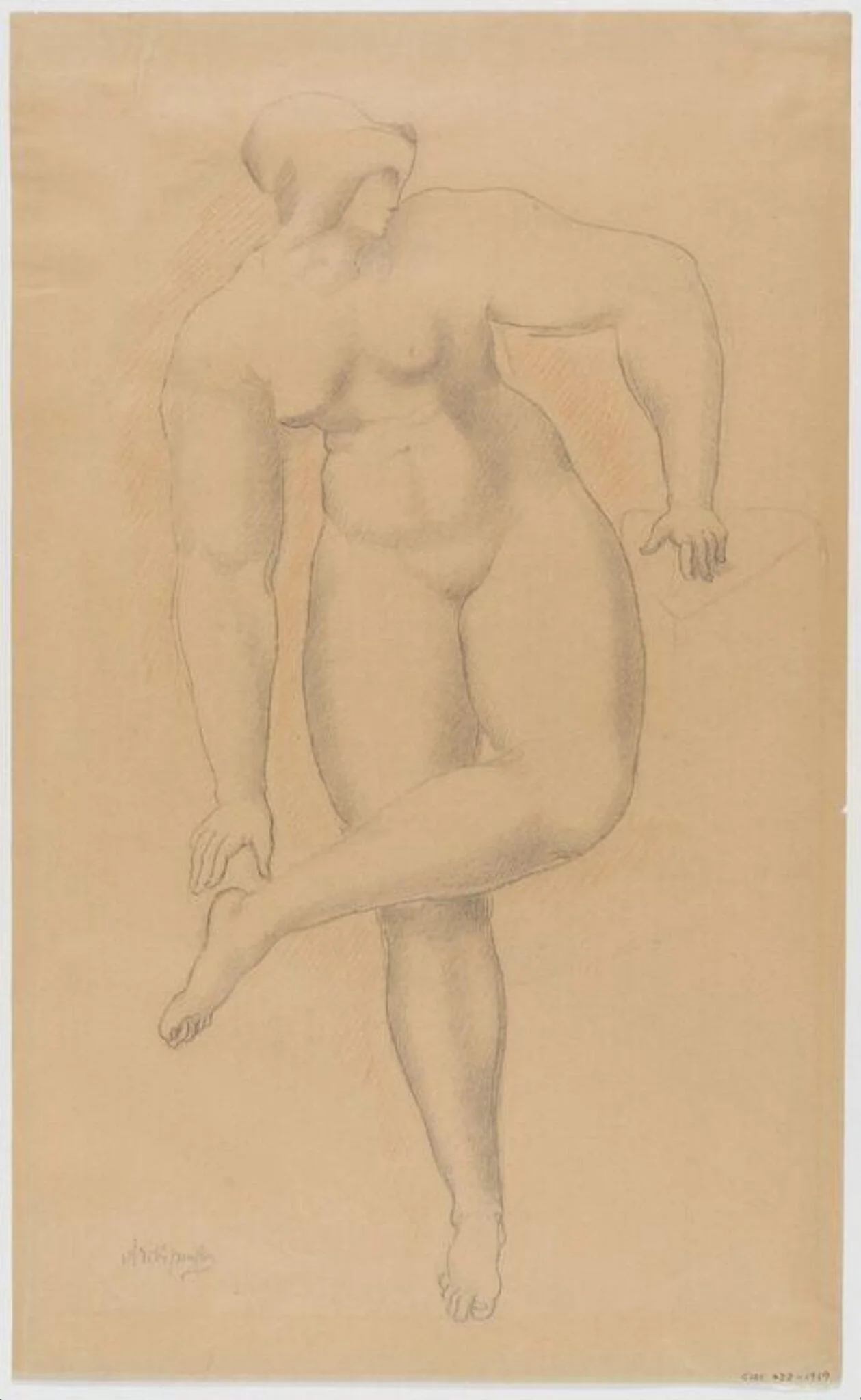 Study of the female nude
