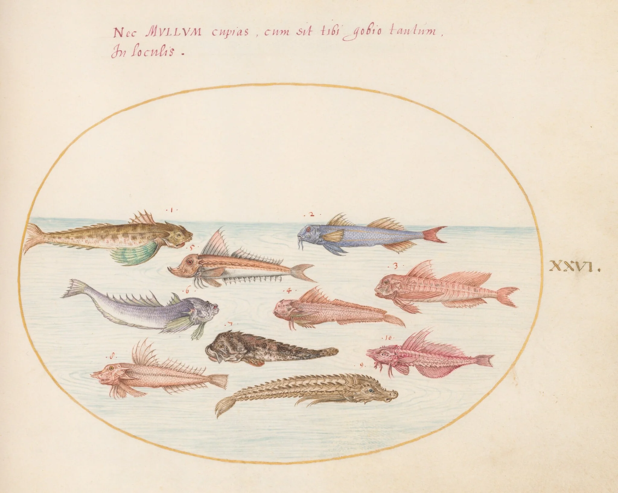 Plate 26: Gurnards, Dragonets, and Other Fish, by Joris Hoefnagel, gouache, 1594