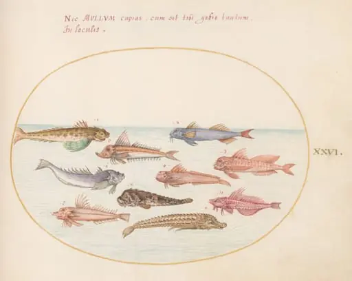 Plate 26: Gurnards, Dragonets, and Other Fish
