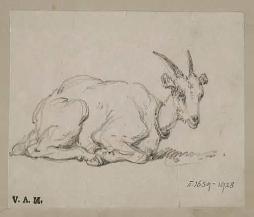 A goat on its haunches