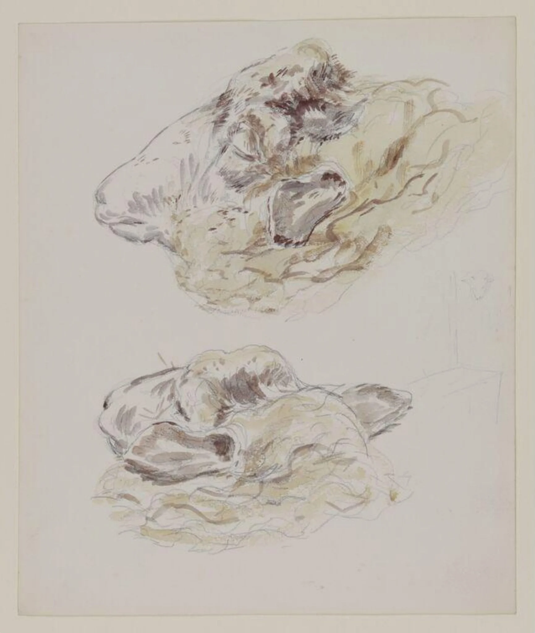 Studies of sheep's head, by Beatrix Potter, watercolor, 1914