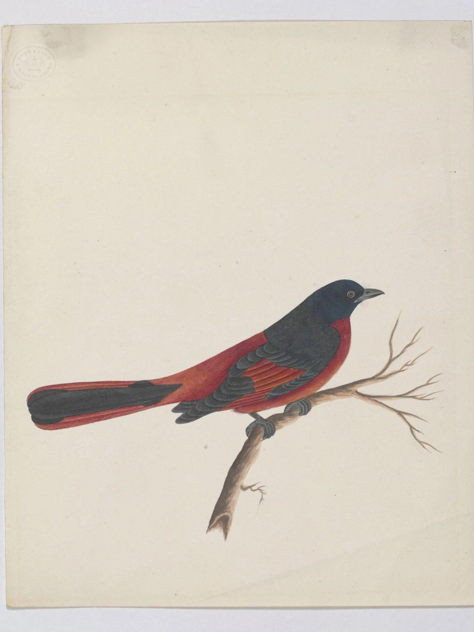 Scarlet minivet