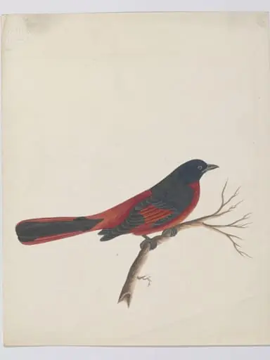 Scarlet minivet