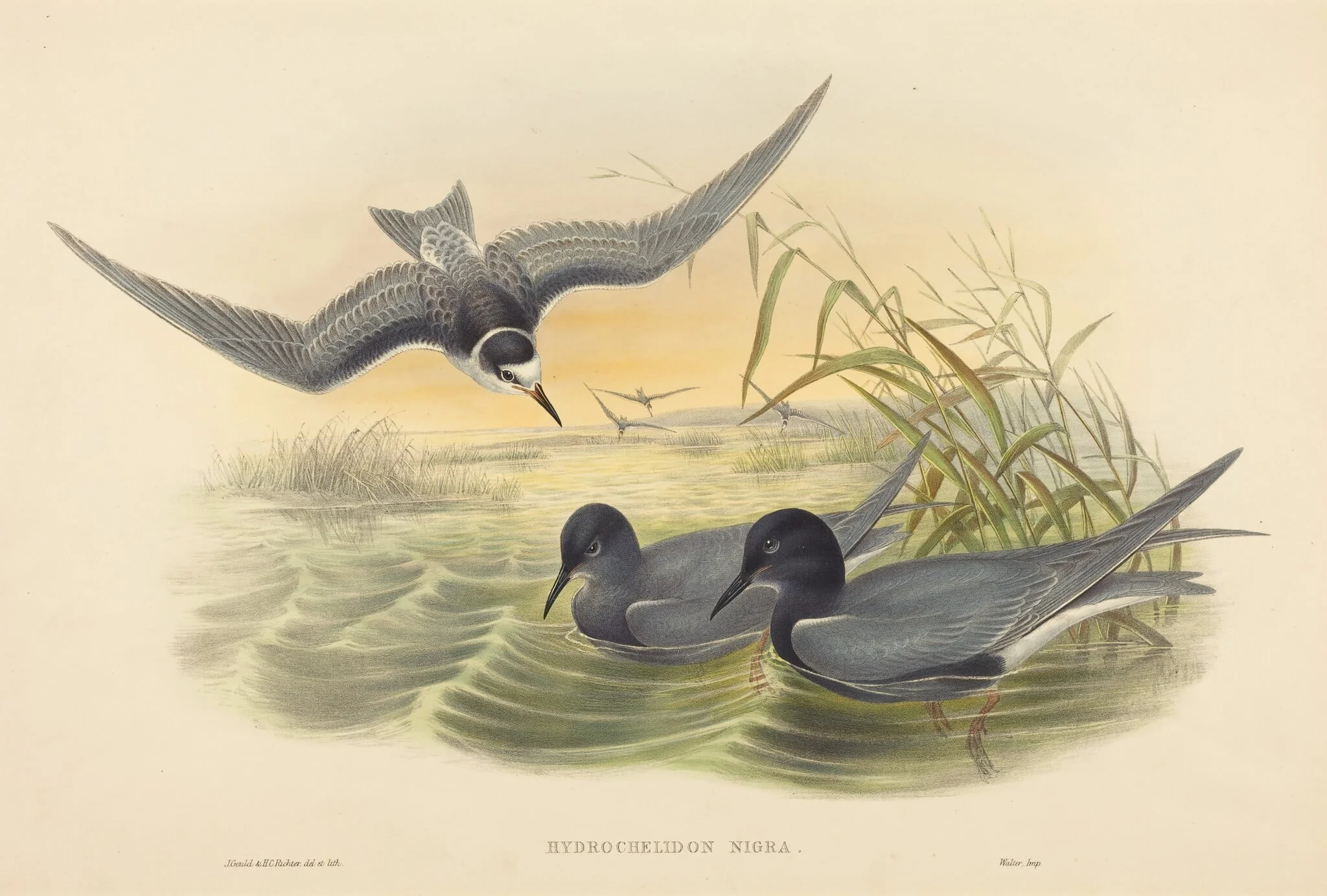Hydrochelidon nigra, by John Gould, ink, 1842