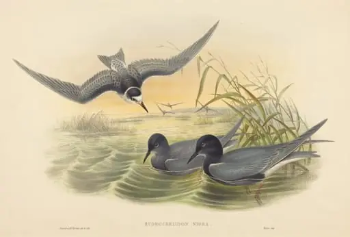 Hydrochelidon nigra