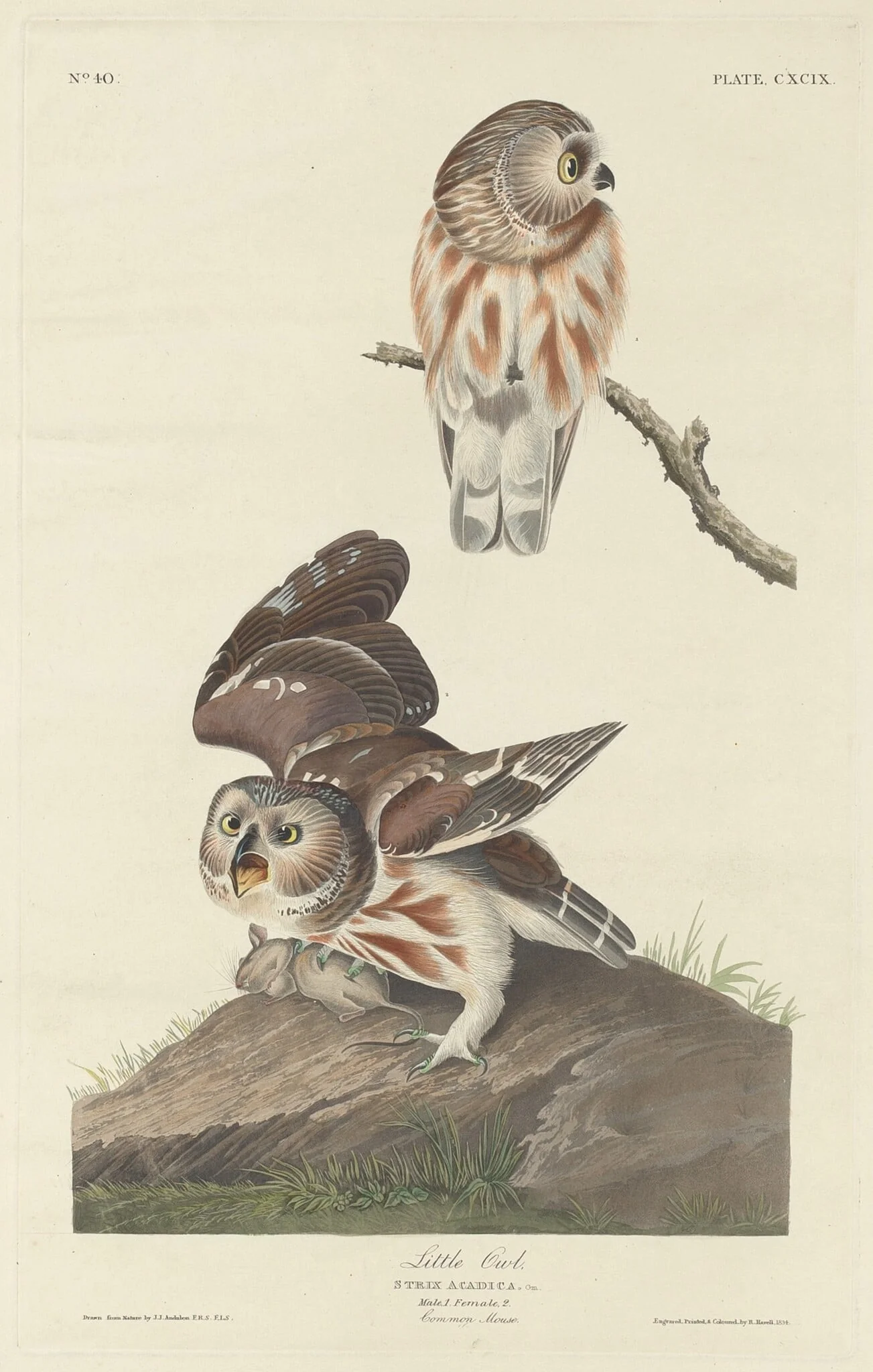 Little Owl