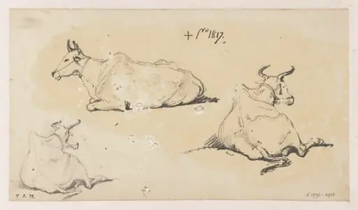Three drawings of humped cattle