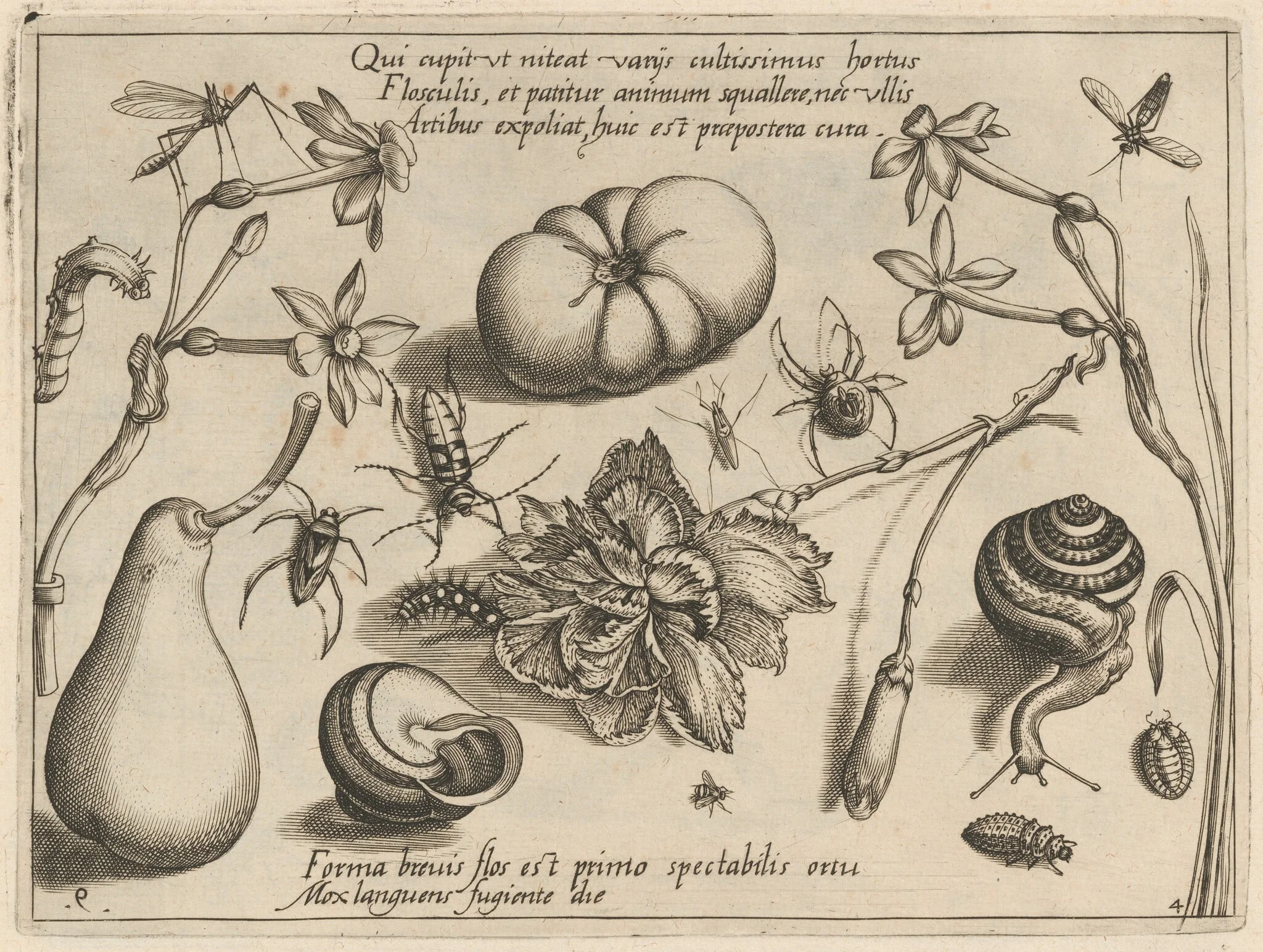 Archetypa studiaque patris Georgii Hoefnagelii [Part 4, Plate 9], by Jacob Hoefnagel, ink, 1592