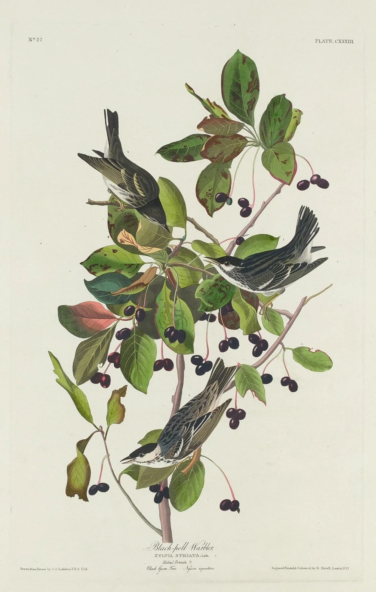 Black-Poll Warbler, by Robert Havell Jr., ink, 1832