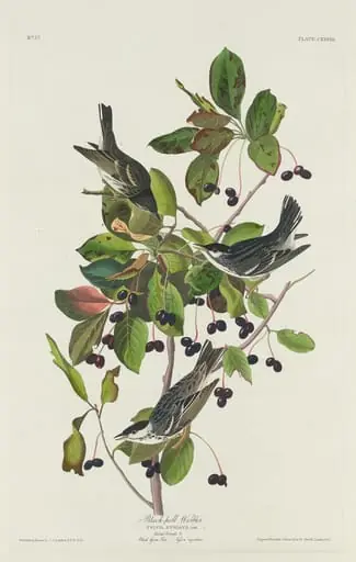 Black-Poll Warbler