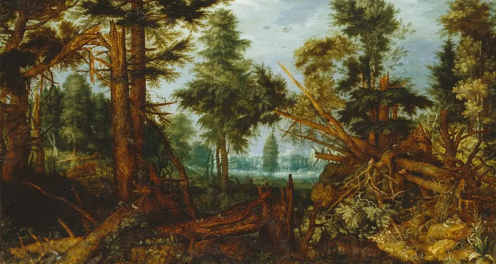 Woods after a storm