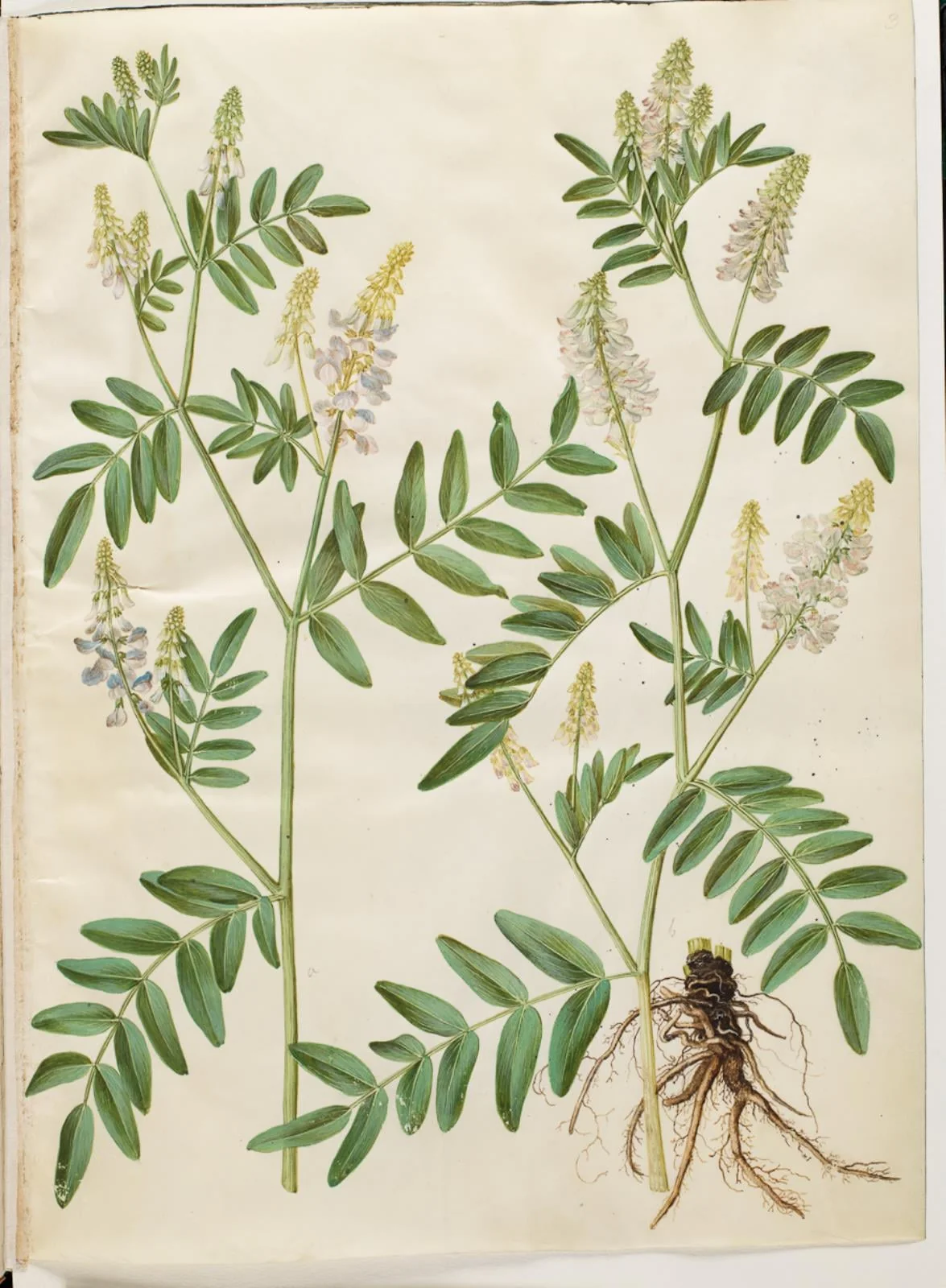 Galega officinalis (læge-stregbælg), by Unknown, unspecified, 1654