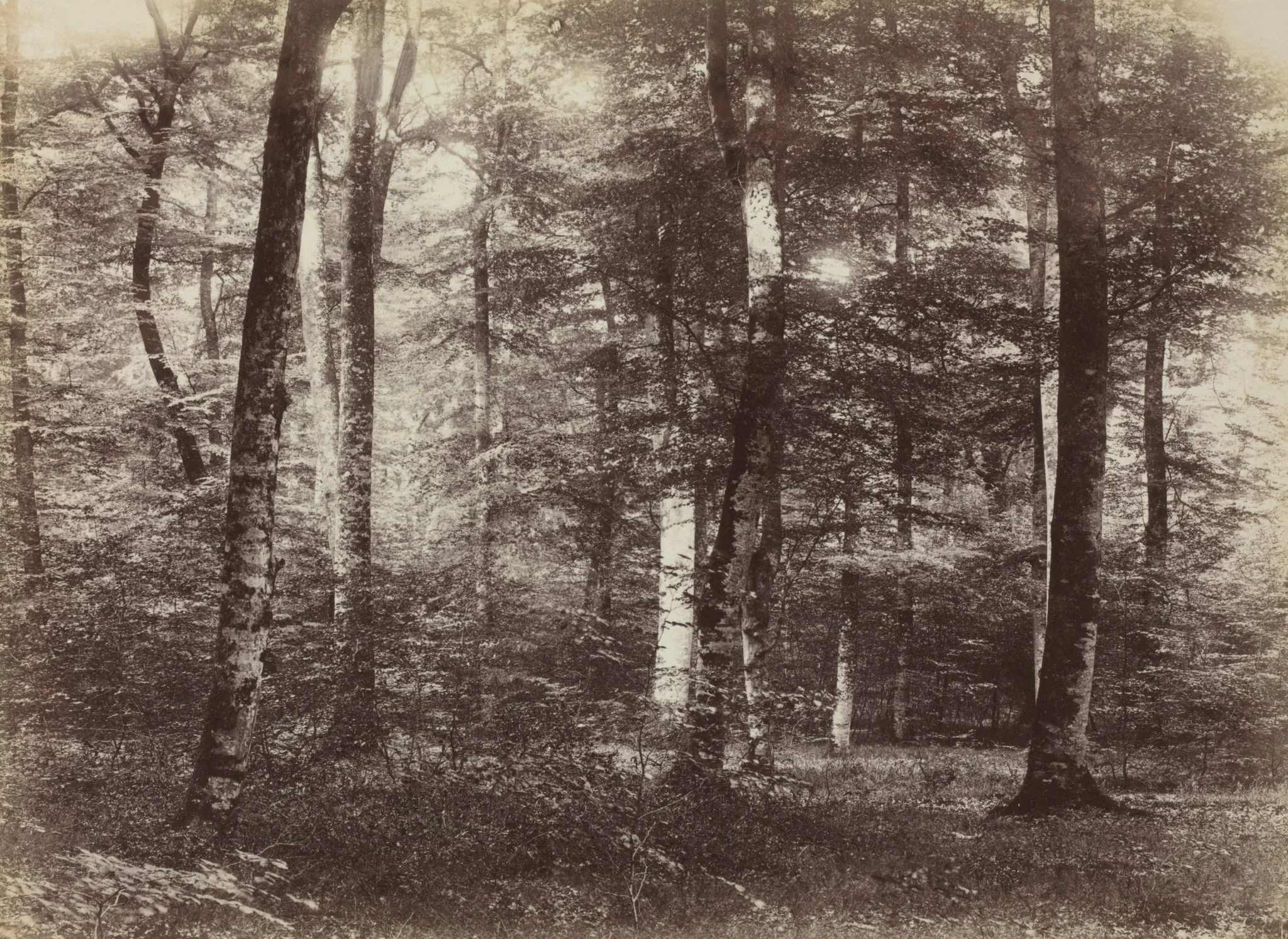 Untitled (The Forest of Fontainebleau)