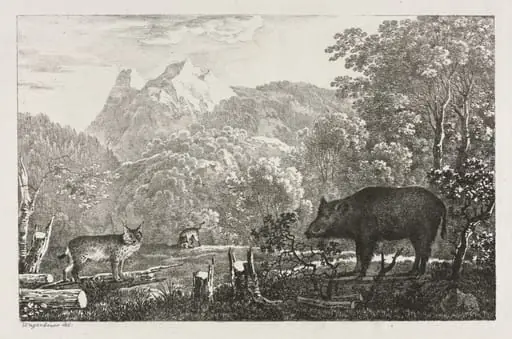 Wild Boar, Wildcat and Lynx