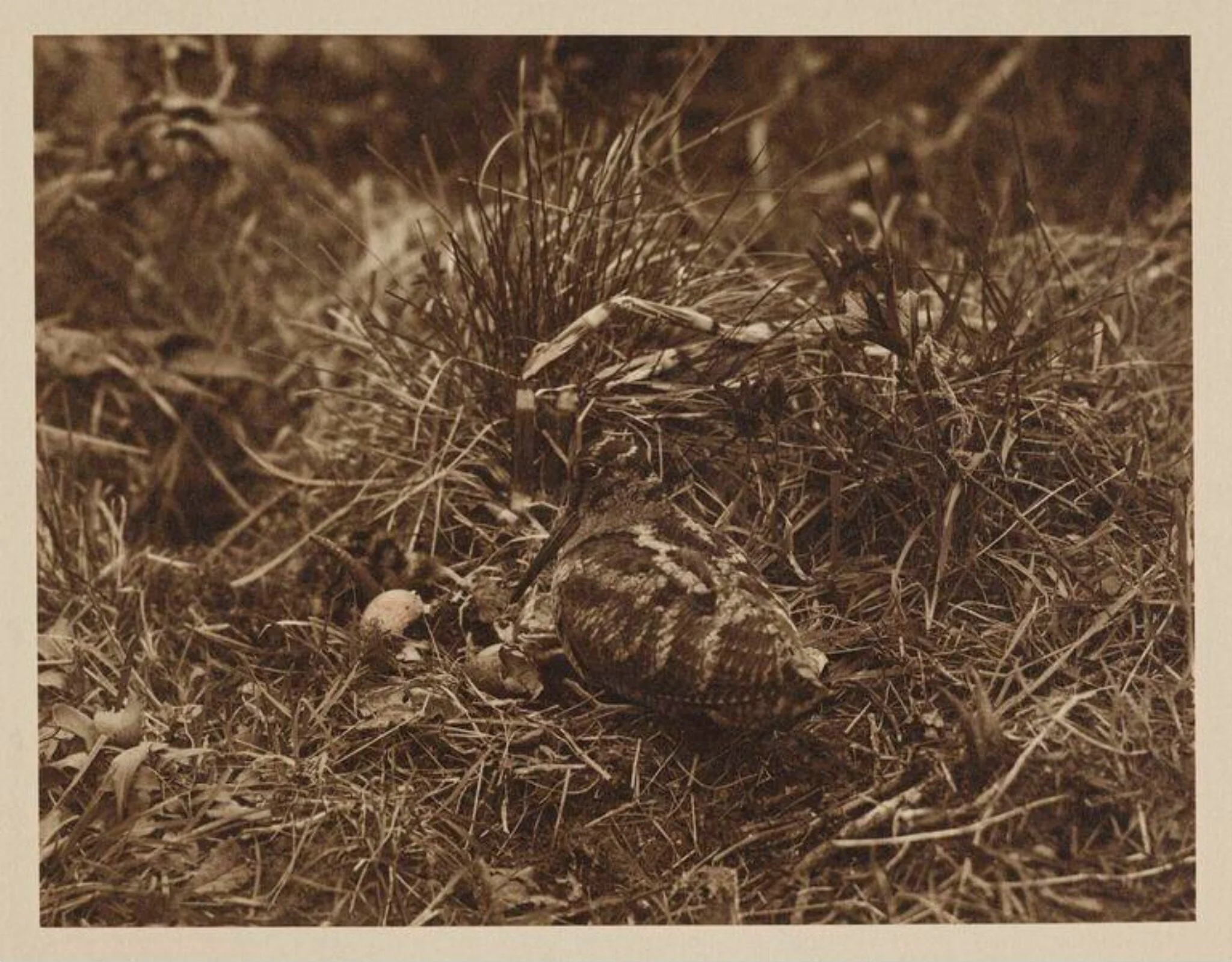 Woodcock