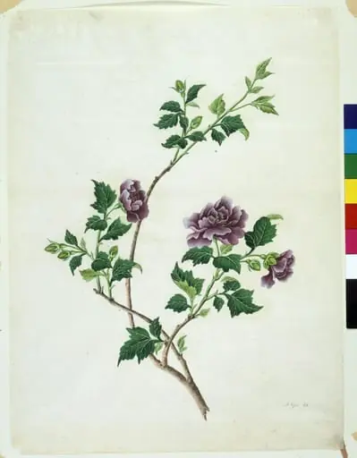 Shrubby Althaea