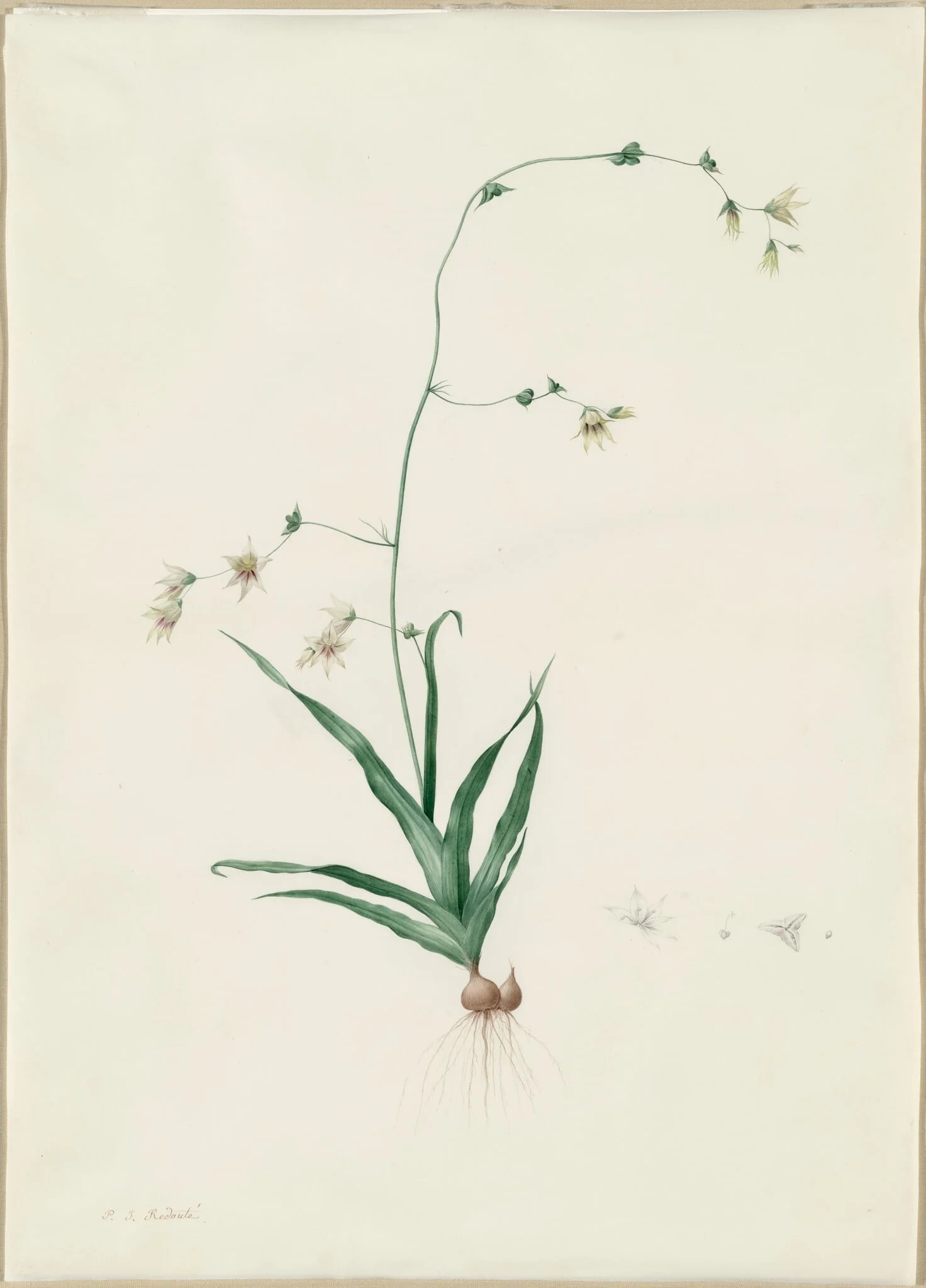 Diasia iridifolia