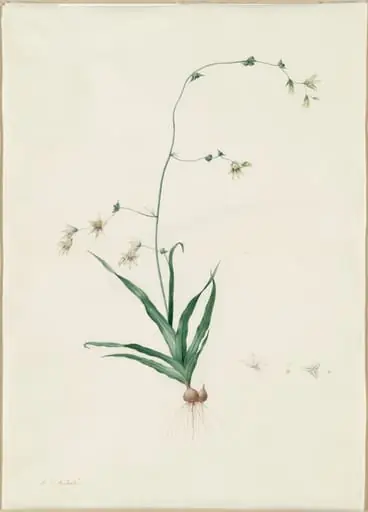 Diasia iridifolia