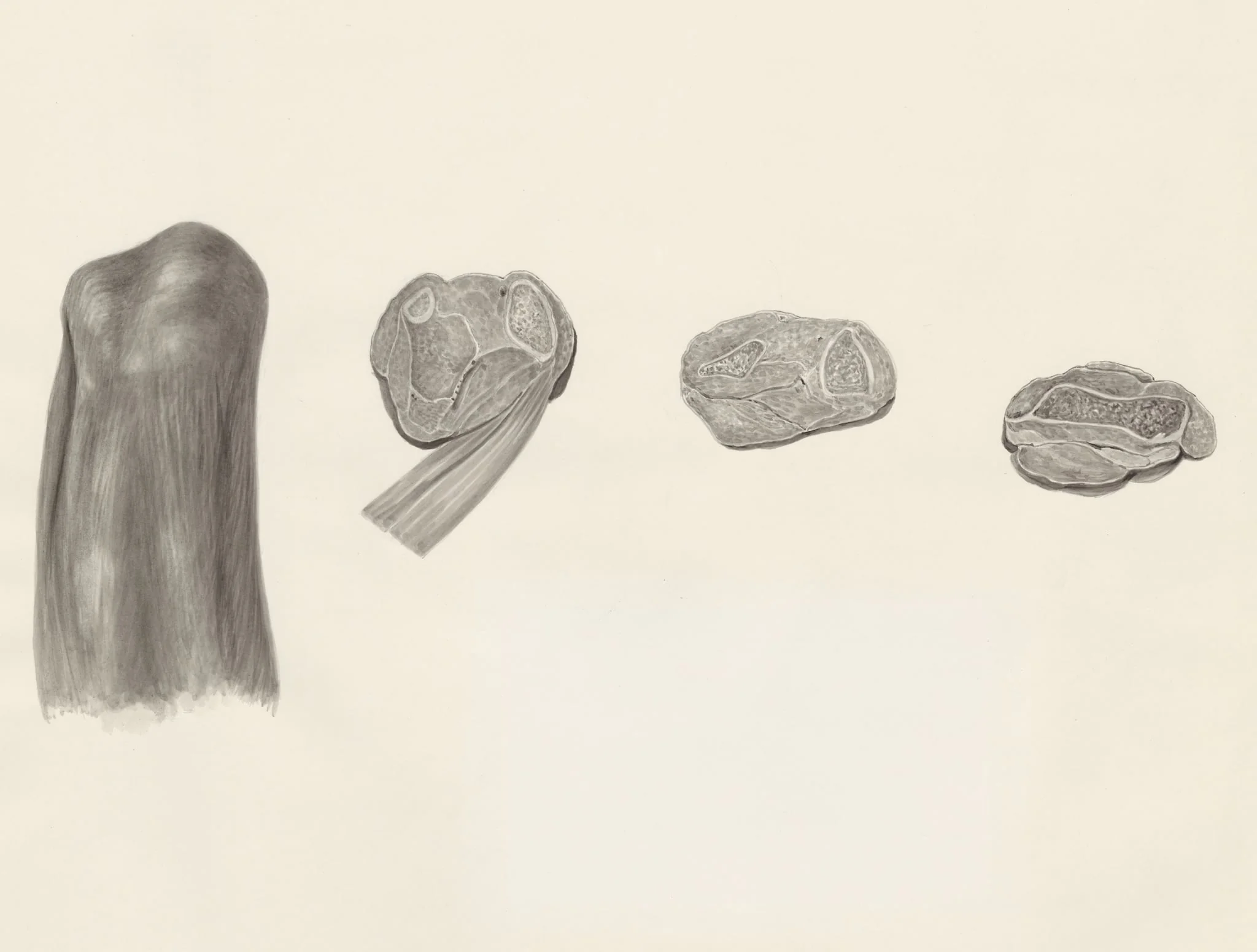 Cross sections of bone and muscular tissue on the hind leg of a lizard, by Unknown, 1970
