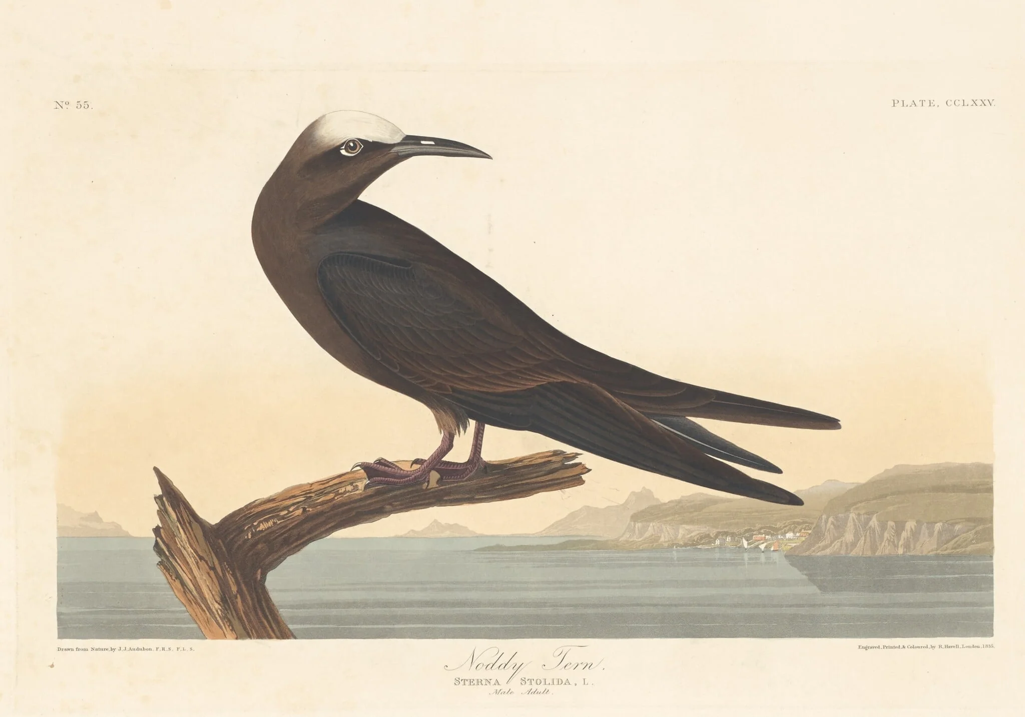 Noddy Tern