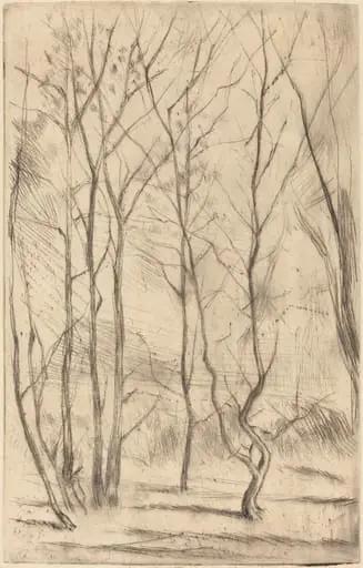 The Dam Wood