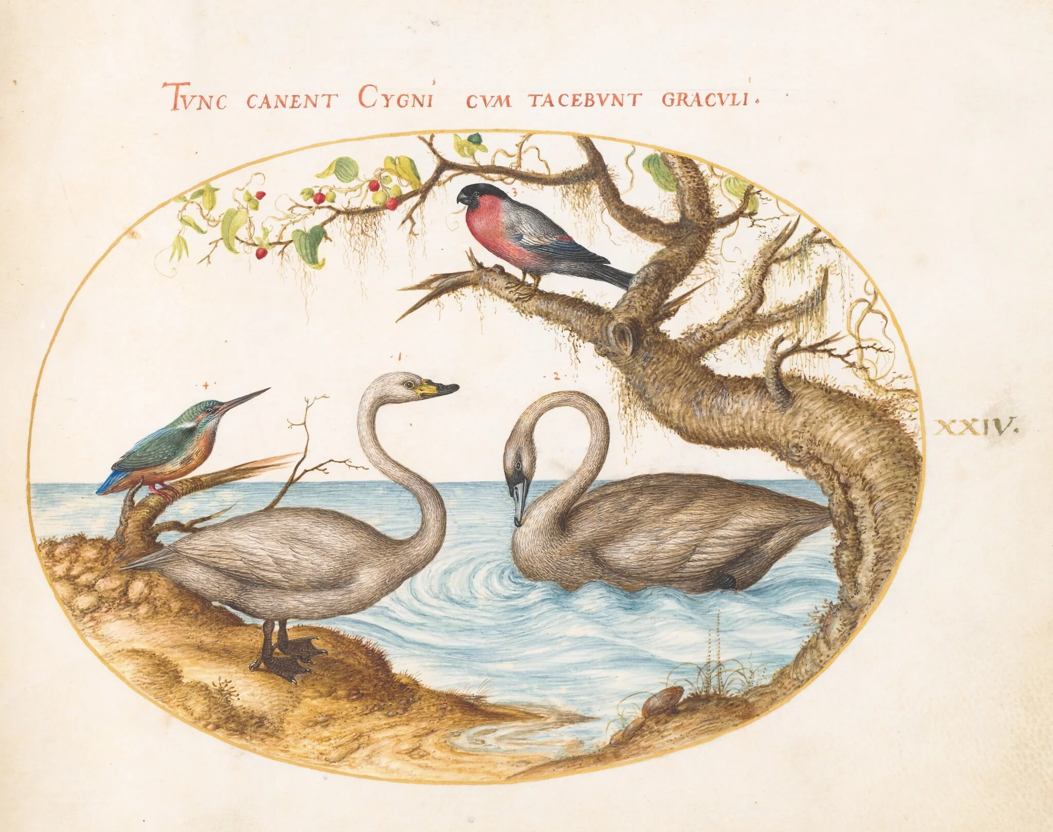 Plate 24: Two Swans, a Kingfisher, and a Bullfinch, by Joris Hoefnagel, gouache, 1594