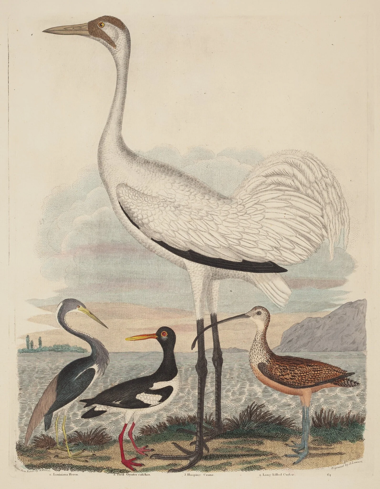 Louisiana Heron, Pied Oyster-catcher, Hooping Crane, and Long-billed Curlew, by John G. Warnicke, ink, 1811