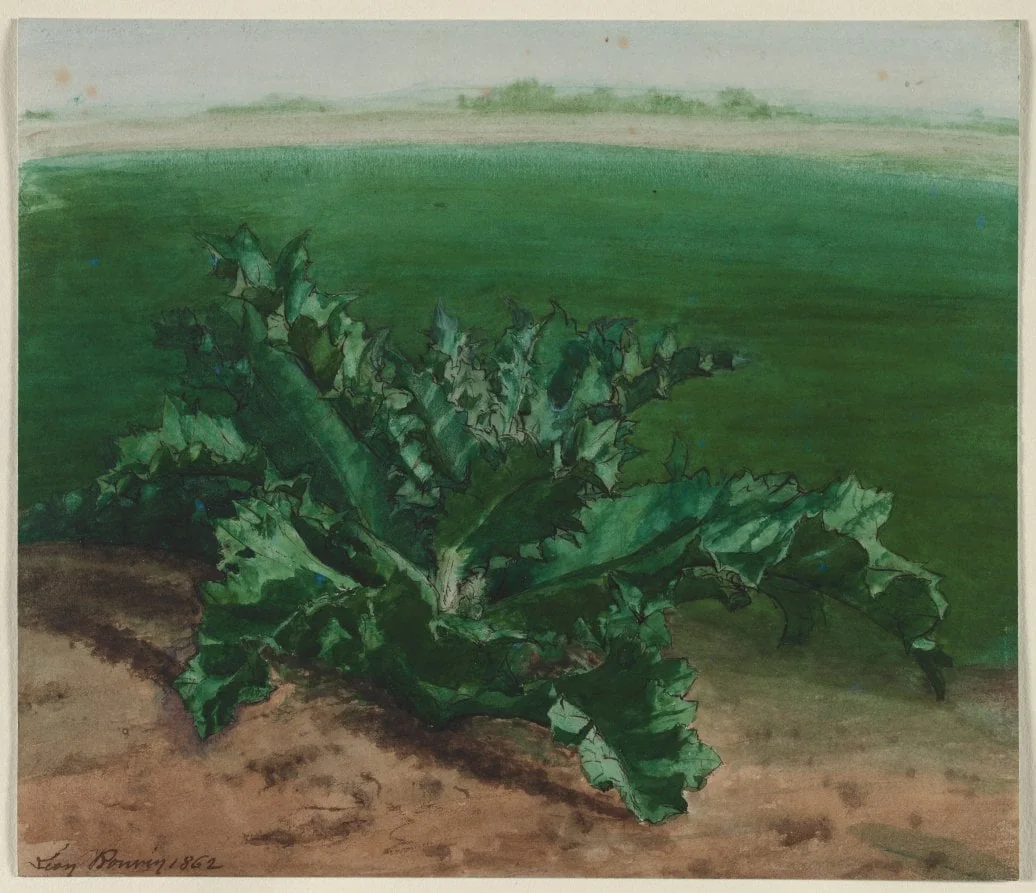 Study of a Plant, Possibly Thistle, by Léon Bonvin, 1862