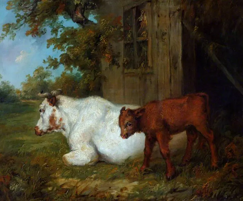 Cow and Calf
