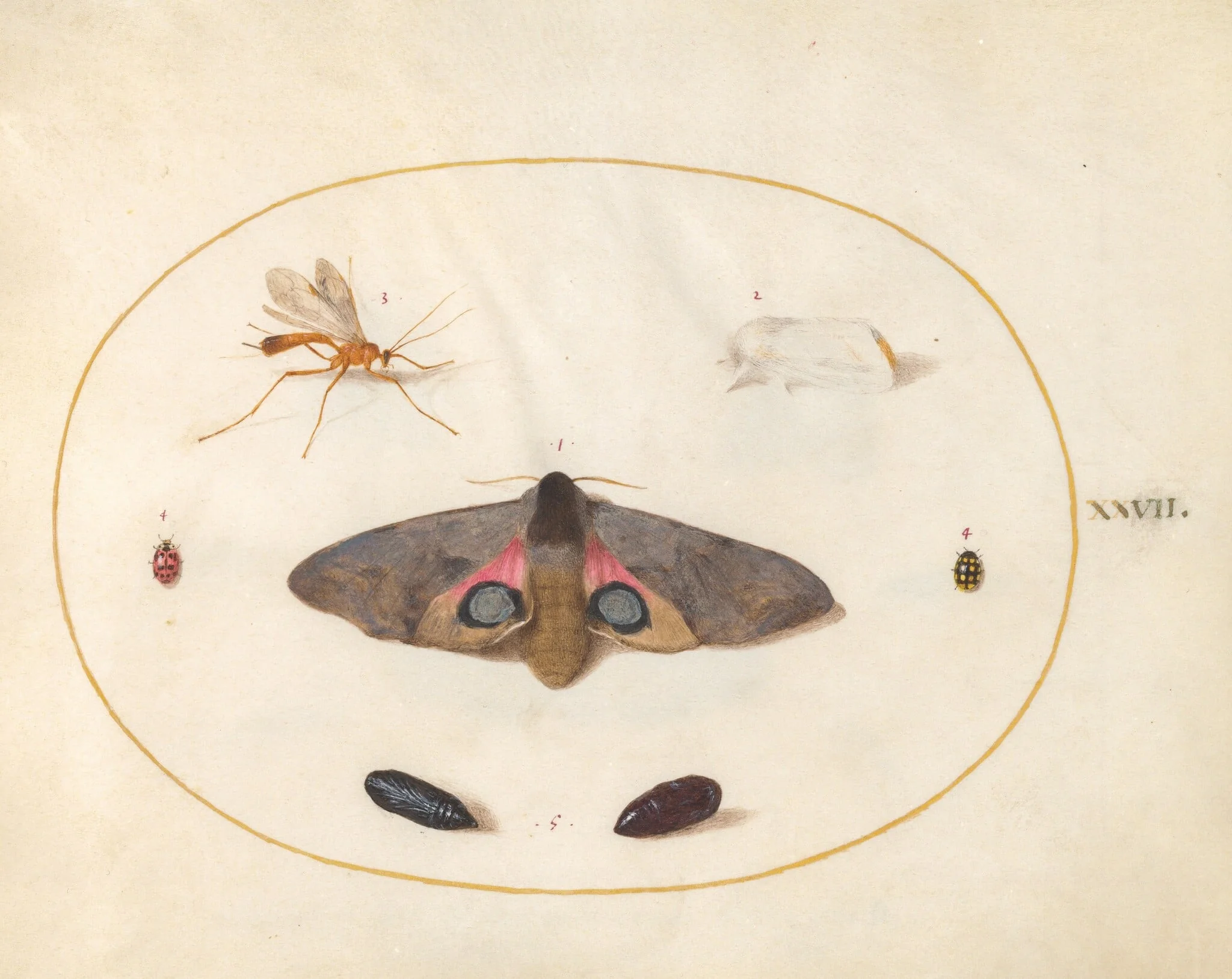 Plate 27: An Eyed Hawk-Moth, Two Chyrsalides, and Other Insects, by Joris Hoefnagel, gouache, 1594