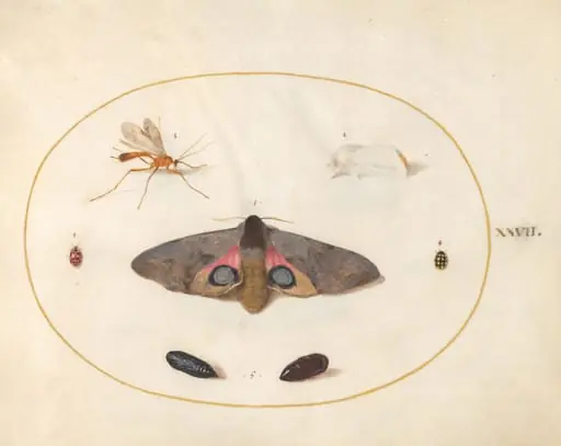 Plate 27: An Eyed Hawk-Moth, Two Chyrsalides, and Other Insects