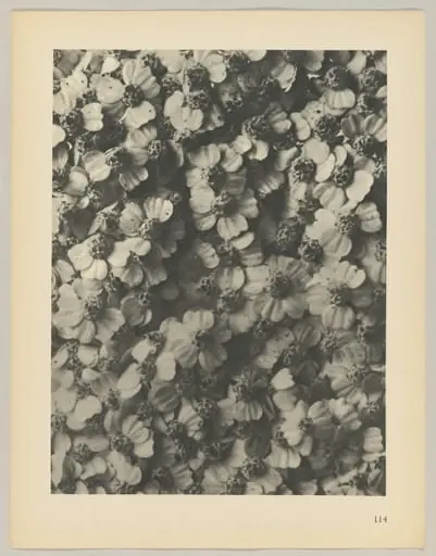 Achillea millefolium