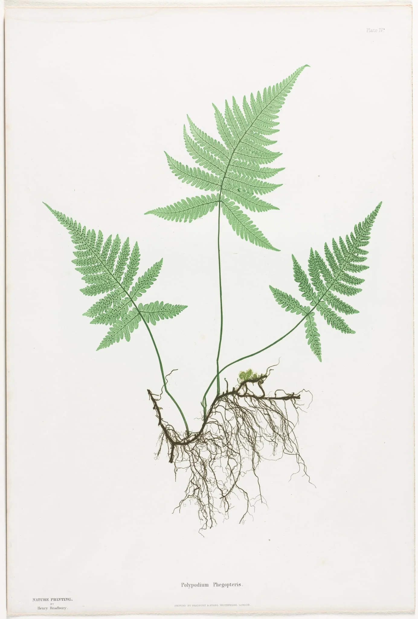 Ferns of Great Britain and Ireland:  Polypodium Phegopteris, by Henry Bradbury, 1856