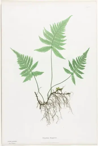 Ferns of Great Britain and Ireland:  Polypodium Phegopteris