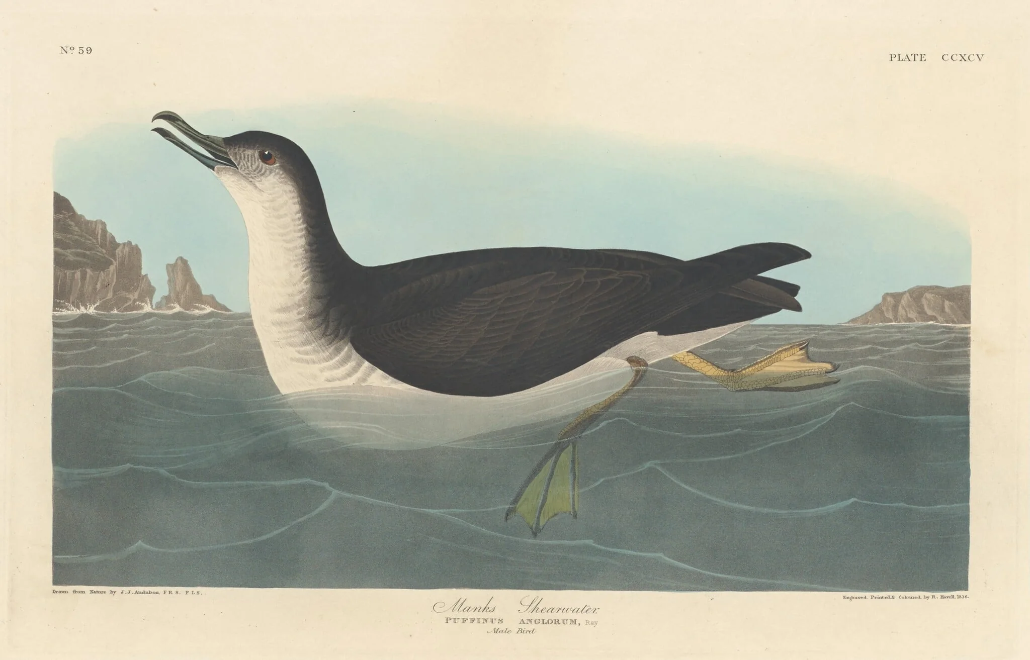 Manks Shearwater, by Robert Havell Jr., ink, 1836