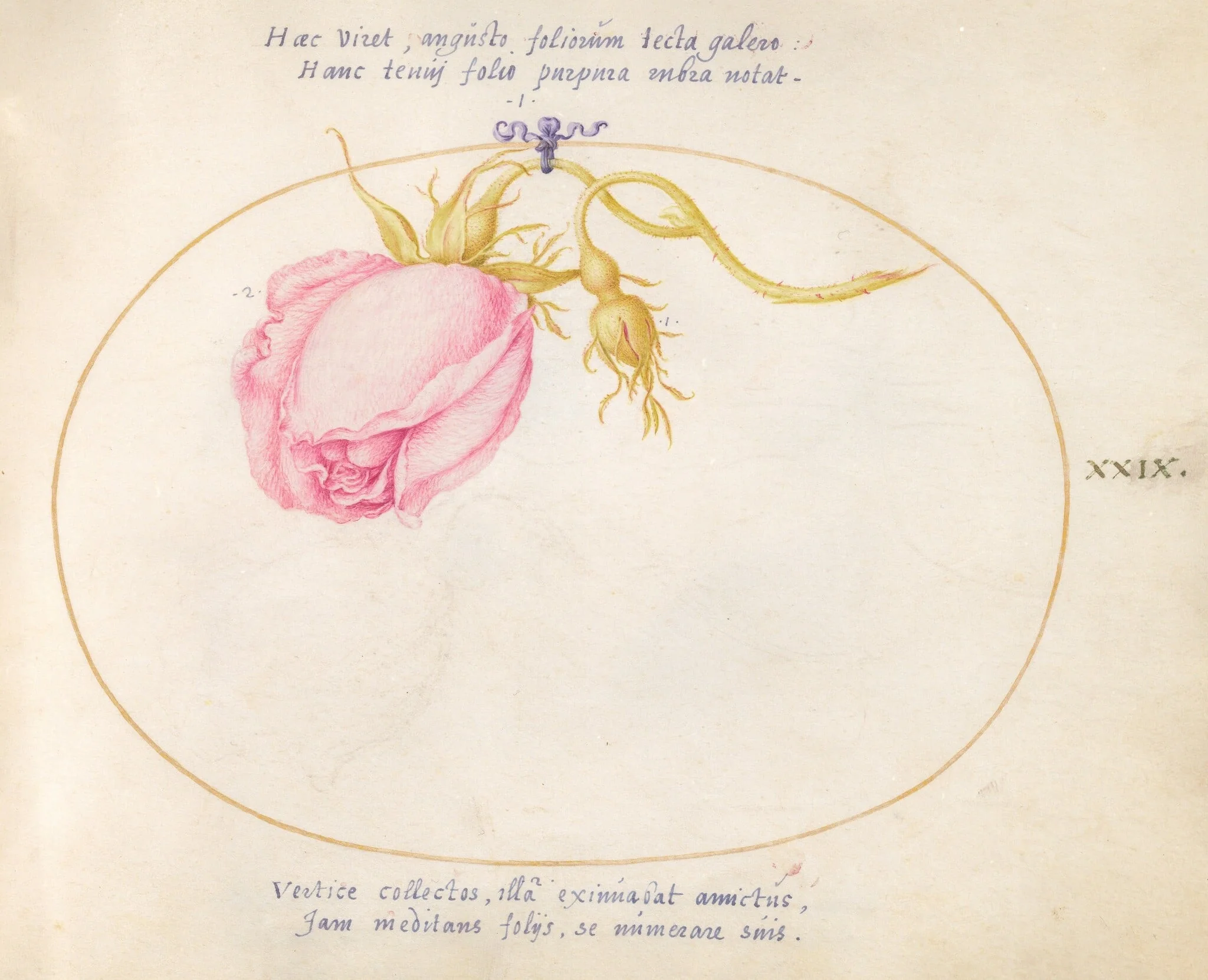 Plate 29: Pink Rose and Rosebud, by Joris Hoefnagel, gouache, 1594